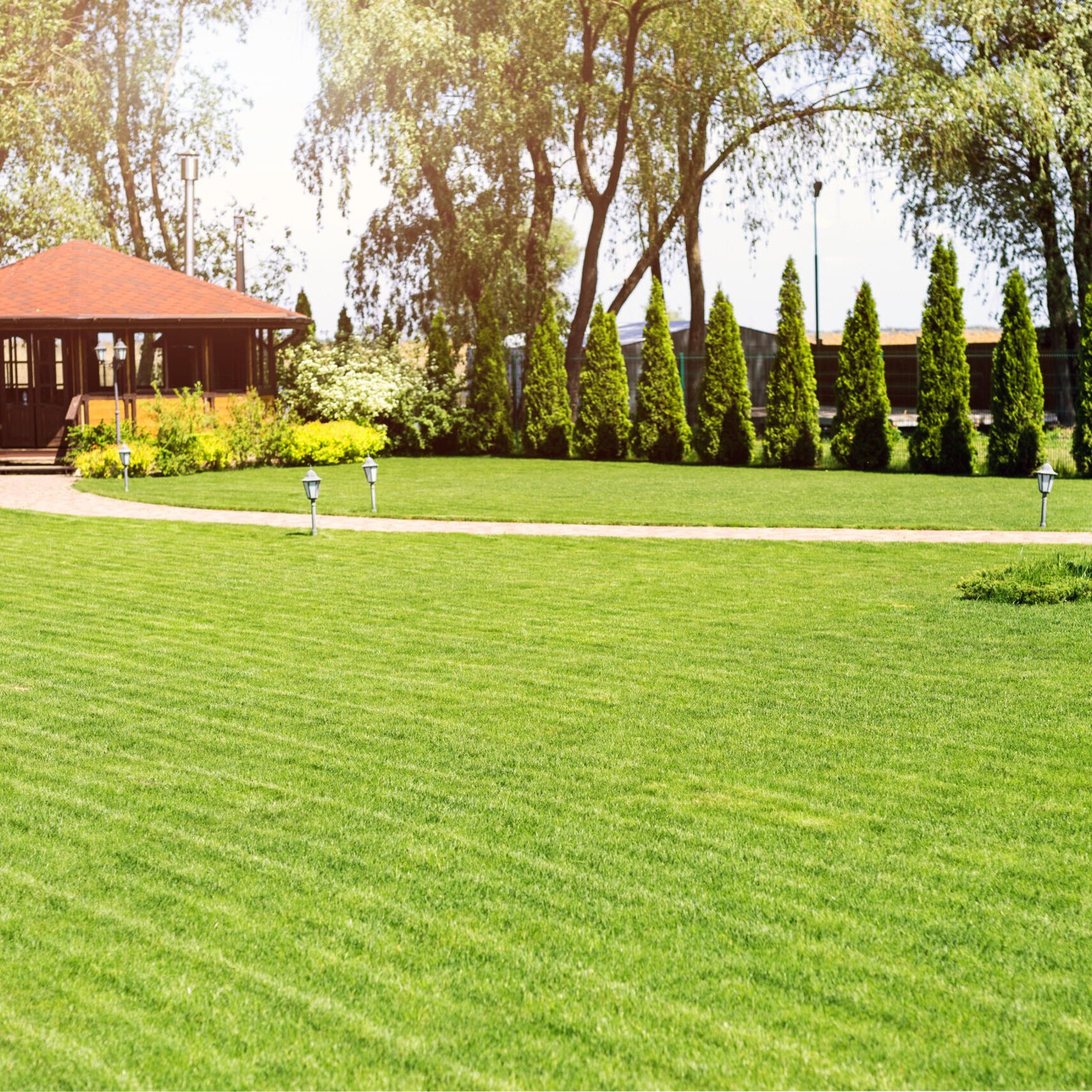Freshly mowed rows of green lawn at country residence with summerhouse. Hedge of fresh cedars. Landscape design and gardening concept.