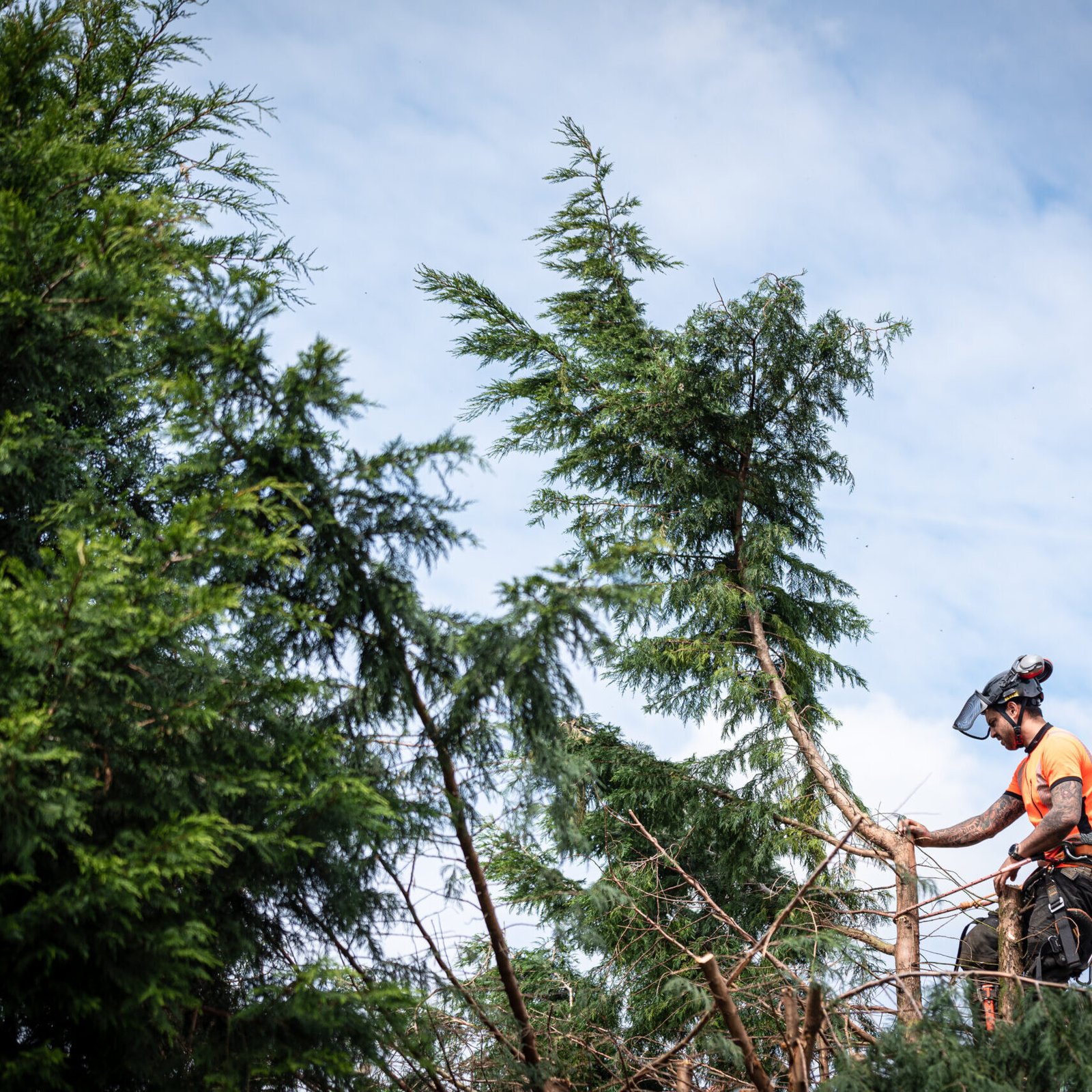 Tree surgeon hanging from ropes in the crown of a tree using a chainsaw to cut branches down. The adult male is wearing full safety equipment.