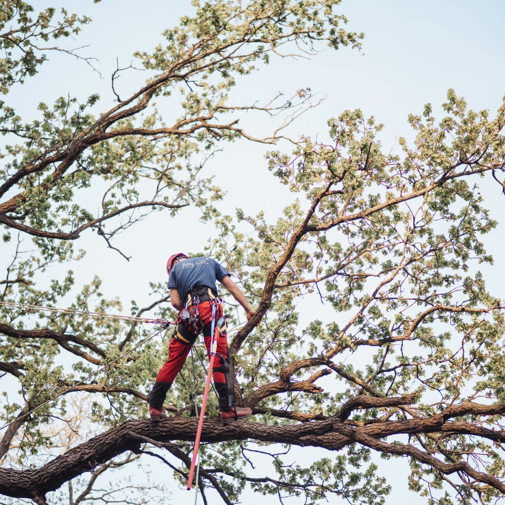 Beseitigung von Schäden an und durch Bäume in Berlin Brandenburg